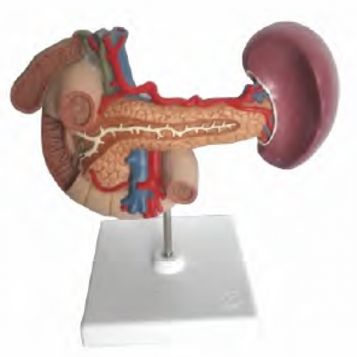 胰、脾、十二指腸、膽囊模型
