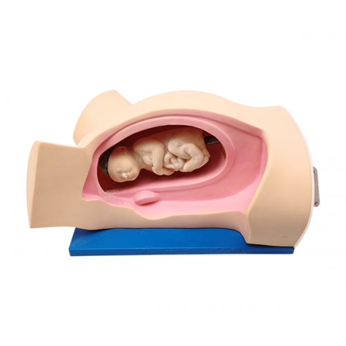 分娩機(jī)轉(zhuǎn)示教模型