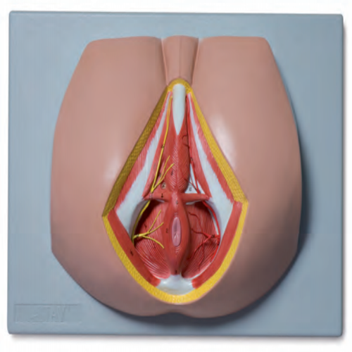 男性會陰解剖模型